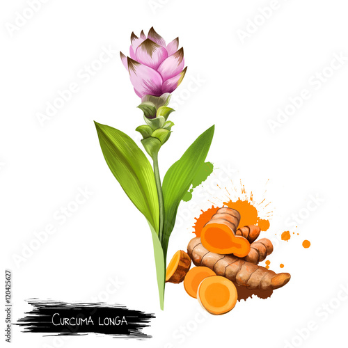 Curcuma flower and root isolated on white