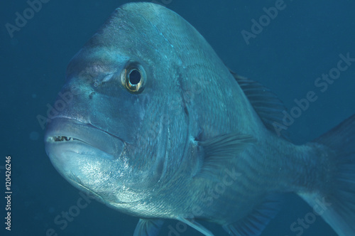 Closeup portrait of australasian snapper Pagrus auratus