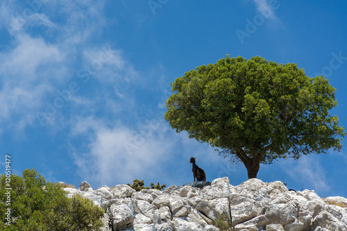 Griechische Berglandschaft mit Ziege - Lasithi Plateau Kreta
