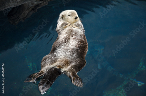 Otter sleeps and floats on his back.