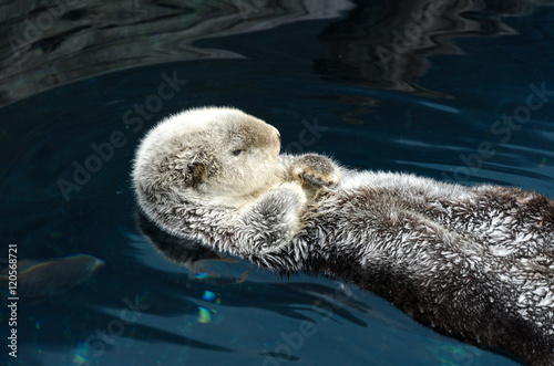 Otter sleeps and floats on his back.