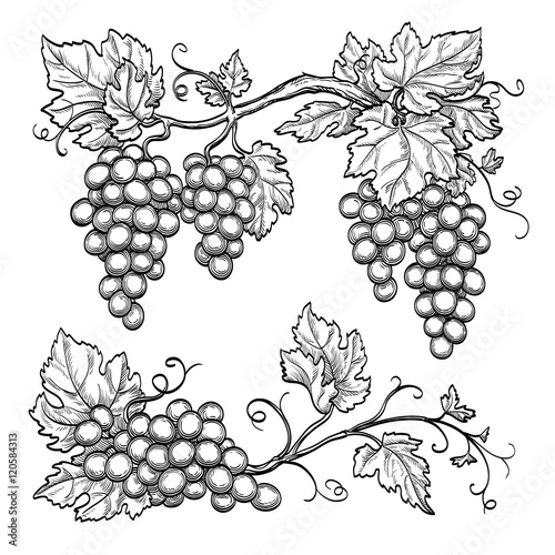 Vector illustration grape branches