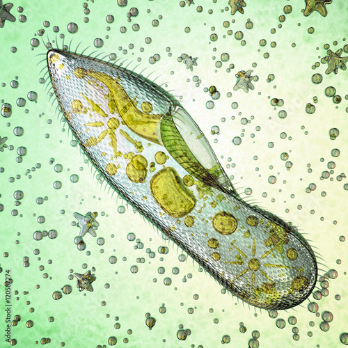 Biological micro organism paramecium caudatum. 3d image