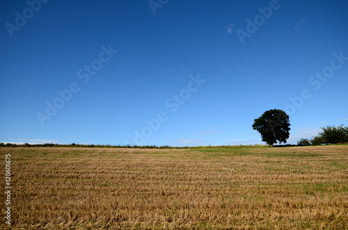 Stubble under a blue sky