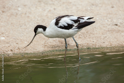 Pied avocet (Recurvirostra avosetta).