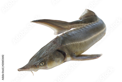 Fresh sturgeon fish isolated on white background