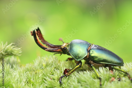 Papuan stag beetle (Lamprima adolphinae) male in Papua New Guinea