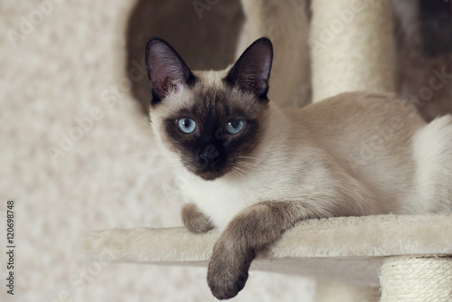 Siamese cat