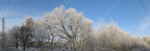 winter landscape with trees covered in snow