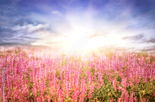 beautiful spring landscape with sun and flowers, amazing natural