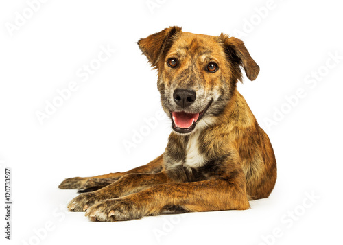 Happy Friendly Hound Lying on White