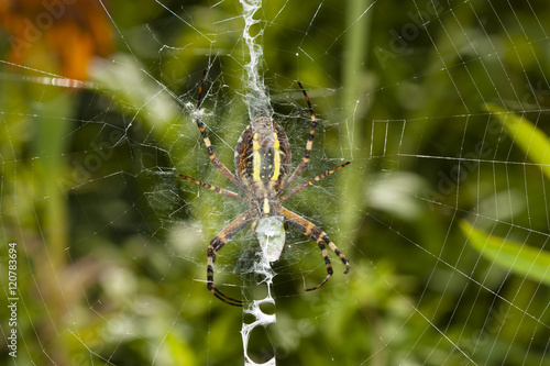 Spider Argiope Bruennichi on the web
