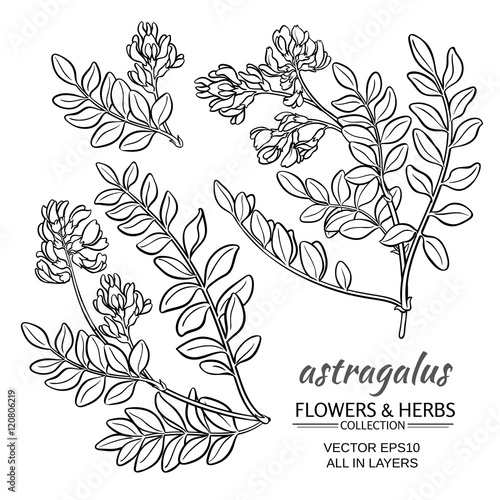 astragalus vector set
