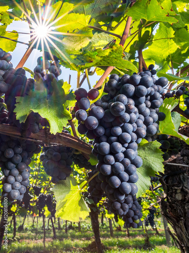 Weinreben in der Sonne