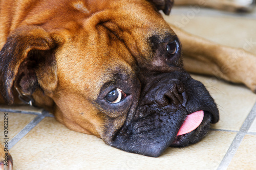 Hund Boxer faul liegend