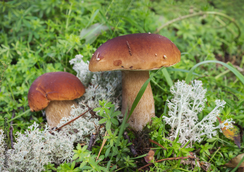 Two mushroom boletus on the moss in september
