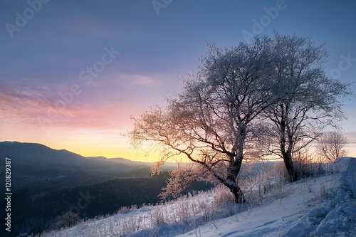 tree covered by frost and mountain view on sunrise. natural winter background