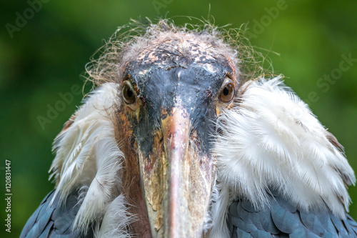 Marabu (Leptoptilos crumeniferus) Porträt