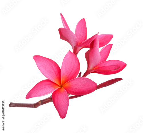 Tropical flowers frangipani (plumeria) on white background