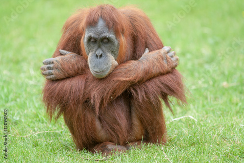 Orang outan - Pongo pygmaeus - en gros plan 