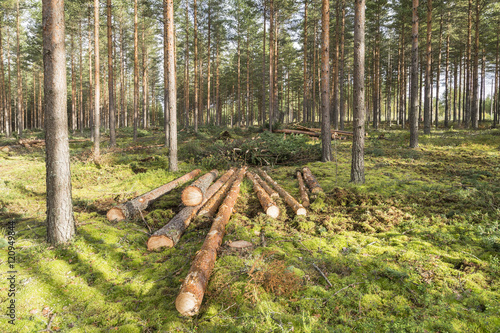 Forestry in pine forest in Finland