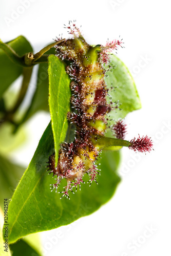 Caterpillar of White Commodore butterfly on leaf