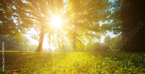 sun rays through trees leaves