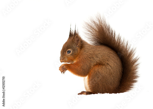 Red squirrel in front of white background
