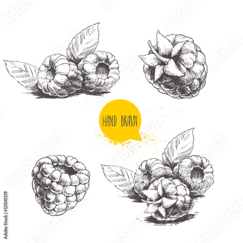 Hand drawn raspberry set isolated on white background. Retro sketch style vector eco food illustration