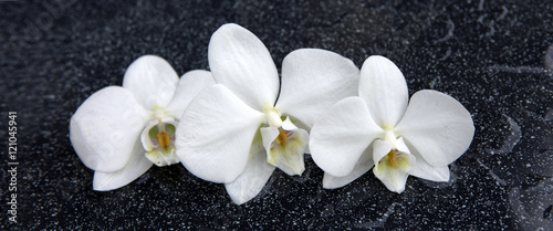 Three white orchid flowers .