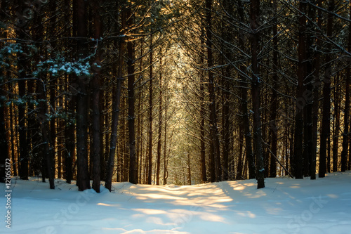 Polish winter