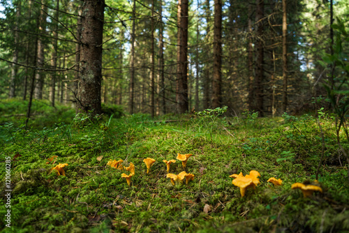 Chanterelle