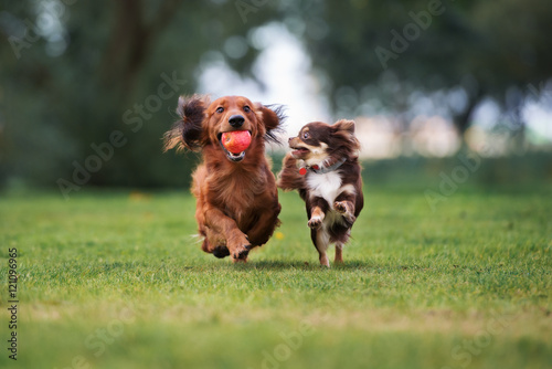 two adorable small dogs playing outdoors together