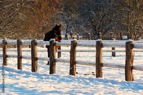 Koń zimową porą