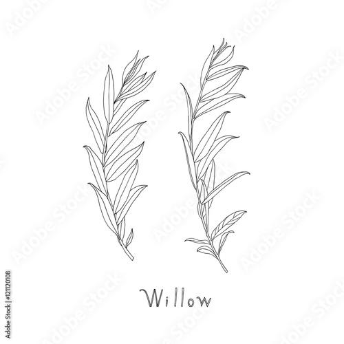 Hand drawn willow twigs. Graphic sketch. Vector.