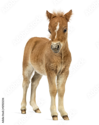 Front view of a young poney, foal against white background