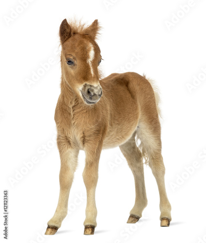 Side view of a poney, foal facing against white background