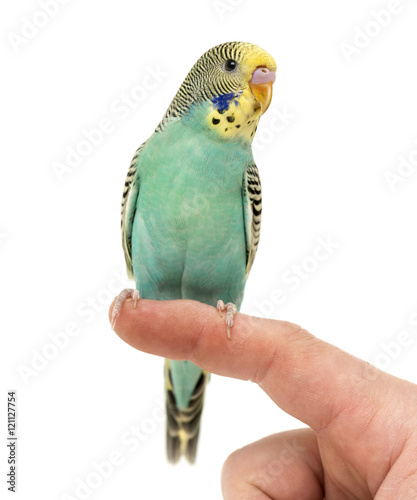Budgerigar parakeet perched on a finger isolated on white