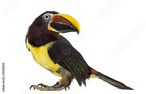 Green aracari isolated on white