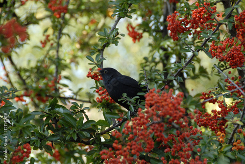 een vogel eet rode bessen in de boom