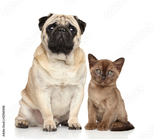 Kitten and dog together