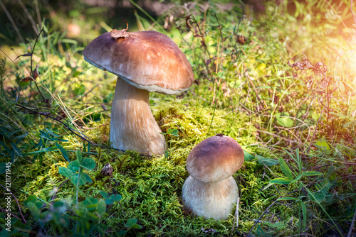 Большой и маленький Big and small mushroom fung