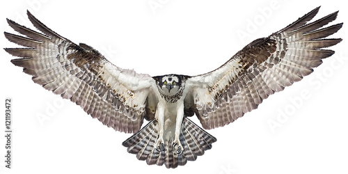 Osprey hawk winged landing hand draw and paint on white background vector illustration.