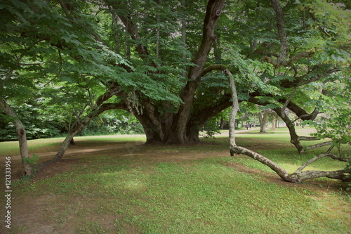 Séquoia géant (Sequoiadendron giganteum) à Cheverny.