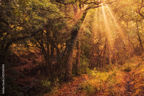 Enchanted Forest. Lovely Autumn Forrest with Sunrays in Sicily, Europe