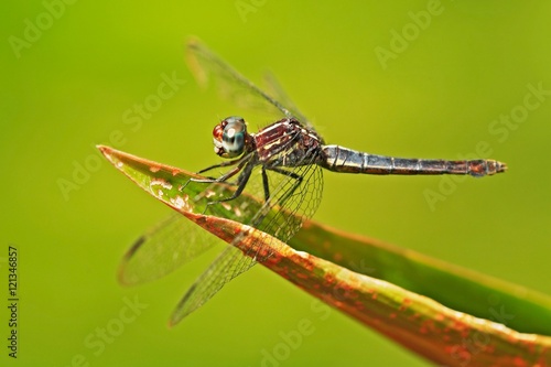 Dragonfly from Costa Rica. Dragonfly sitting on green leaves. Beautiful dragon fly in the nature habitat. Nice insect from central America. Summer day in the nature. Insect with clear green background