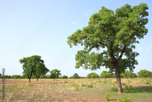 Shea tree, Kukua Ghana