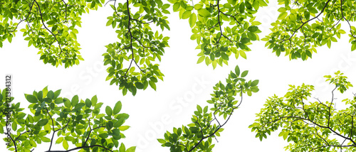 set of branch with leaves isolated on white background