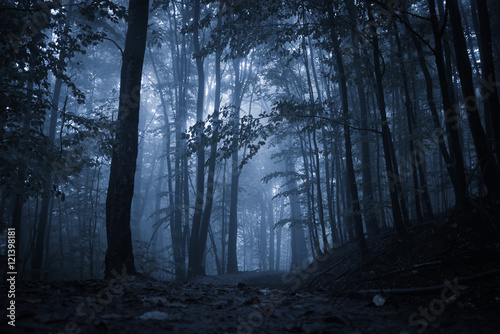 Spooky misty rainy forest, located in Transylvania, Romania, Halloween holiday celebration background concept