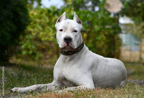 Dogo Argentino lying in the grass